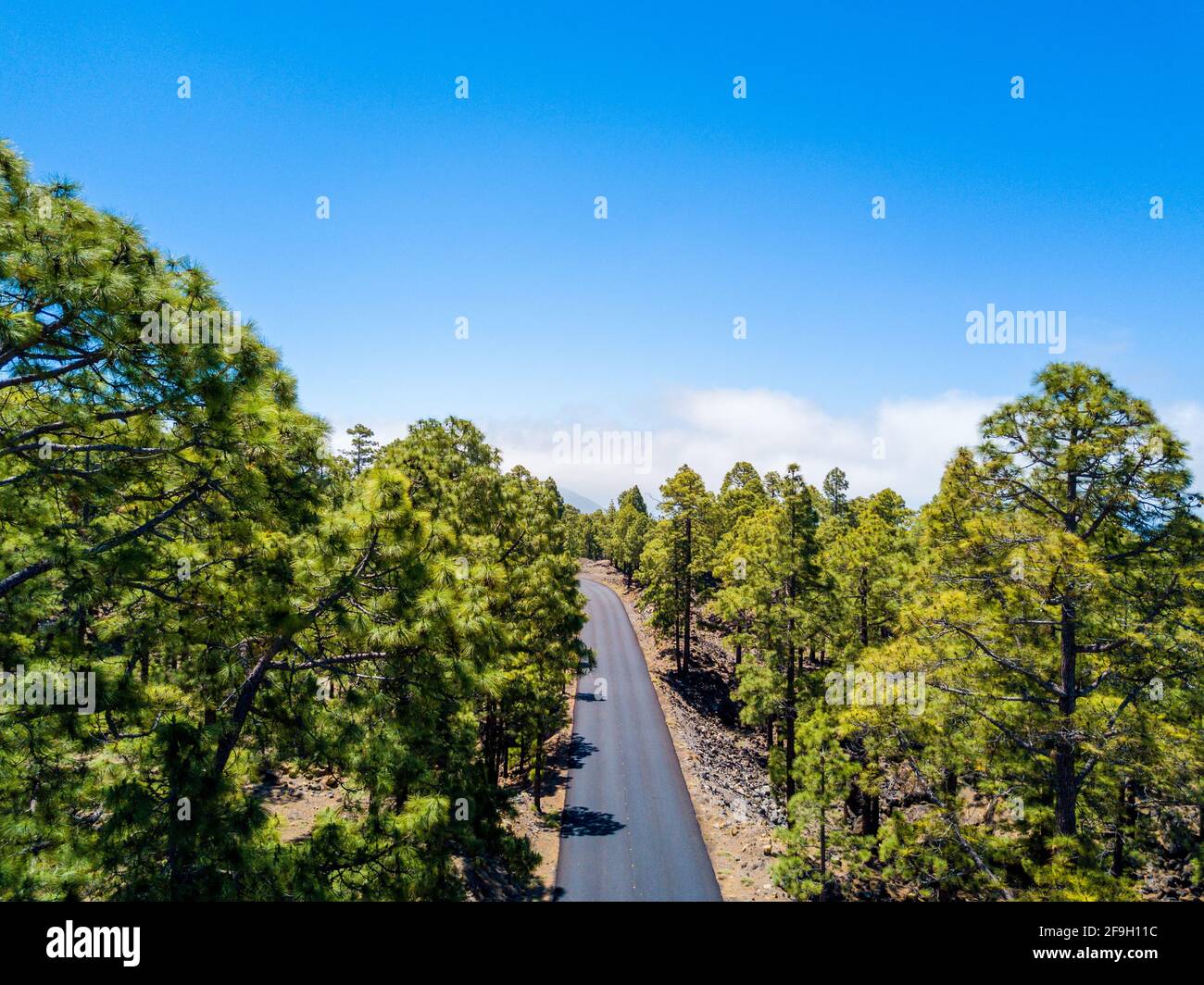 Una strada liscia che conduce al vulcano Teide attraverso il pittoresca area boschiva Foto Stock