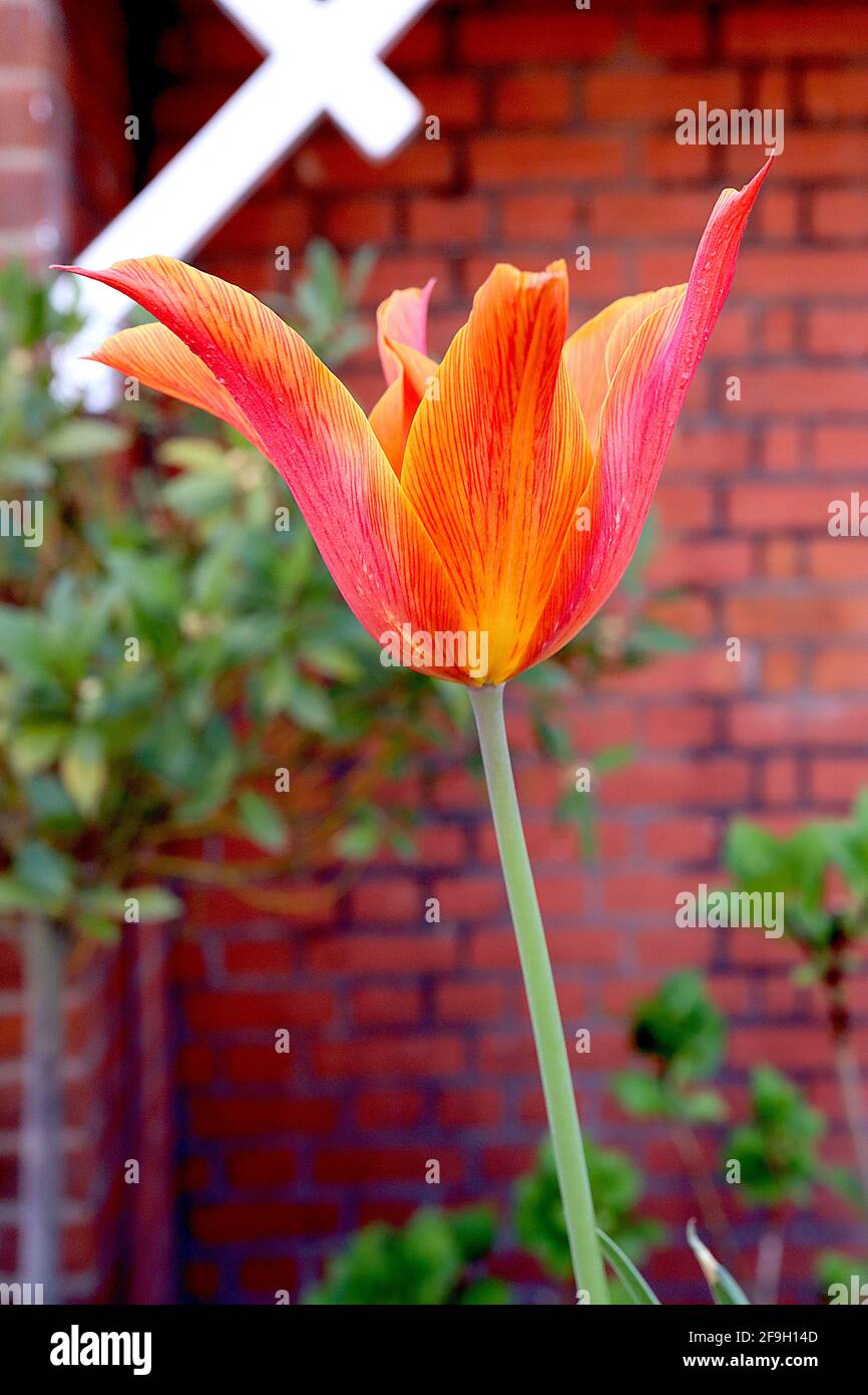 Tulipa ‘Ballerina’ Lily Flowering 6 Ballerina Tulip - fiori rossi rosa intenso, ampi margini arancioni, aprile, Inghilterra, Regno Unito Foto Stock