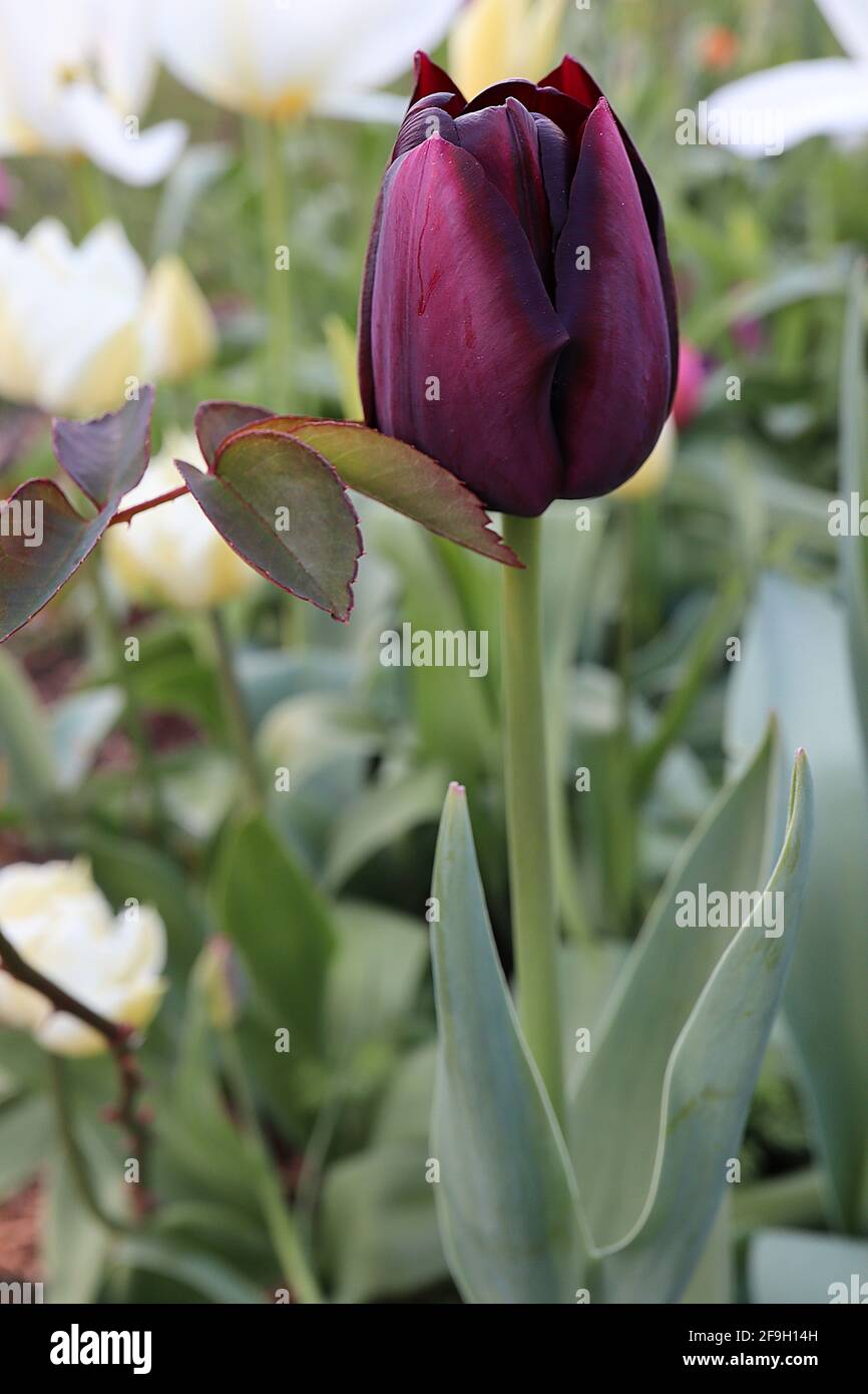 Tulipa ‘Queen of Night’ Single Late 5 Queen of Night tulipano – fiori di maroon viola scuro, aprile, Inghilterra, Regno Unito Foto Stock