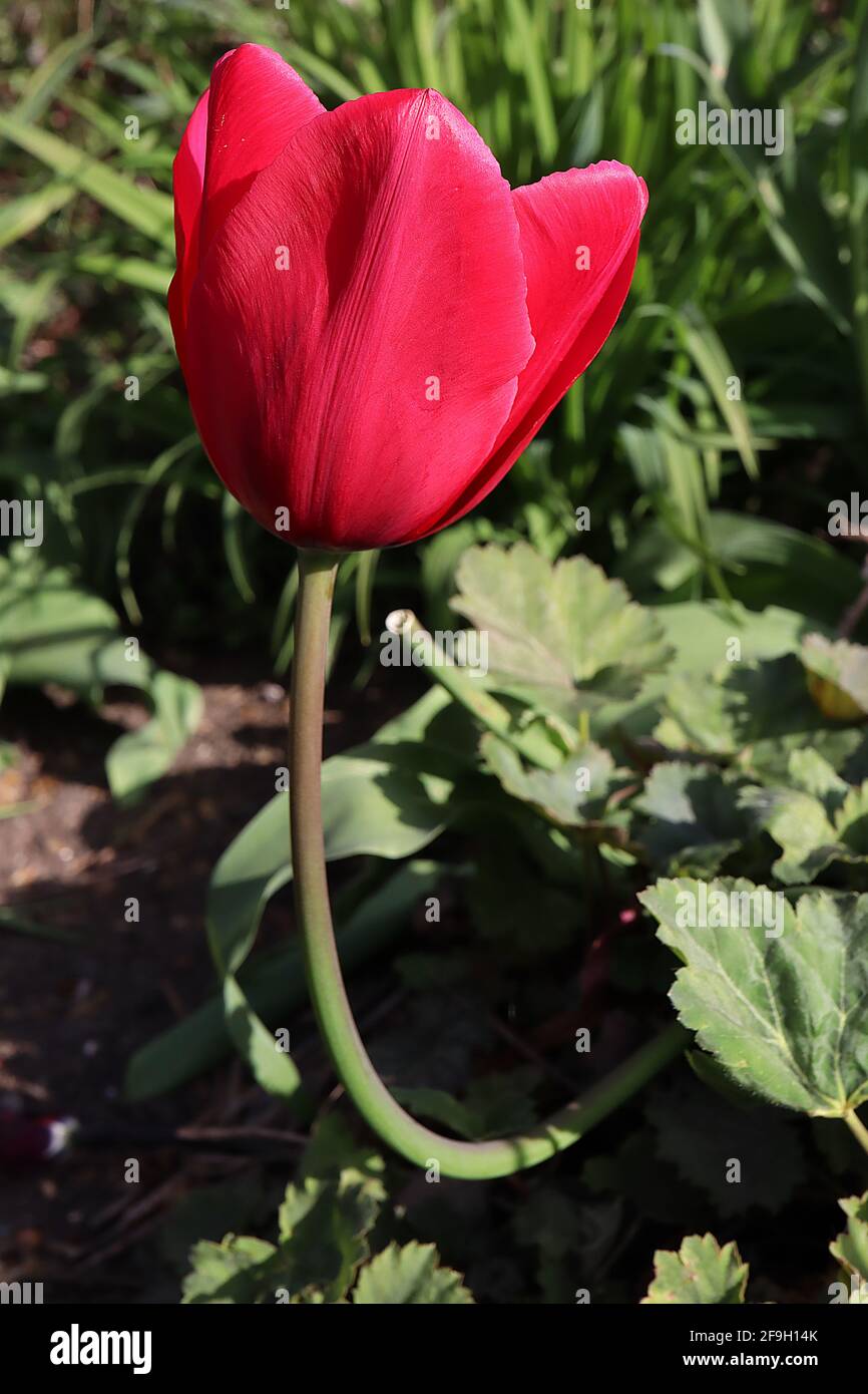 Tulipa ‘Van Eijk’ Darwin Hybrid 4 Van Eijk tulip - fiori rossi, aprile, Inghilterra, Regno Unito Foto Stock