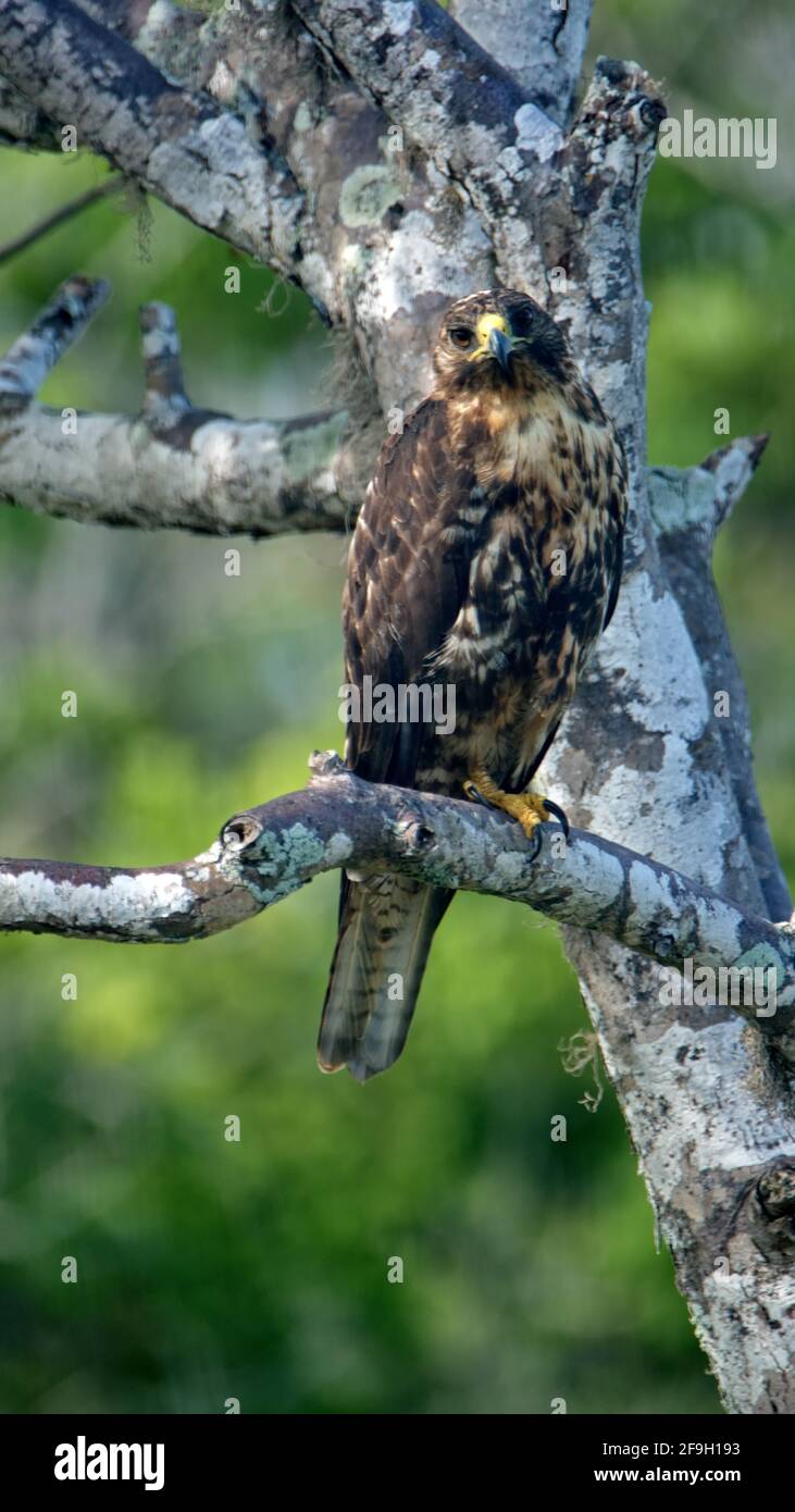 Falco di Galapagos (Buteo galapagoen) arroccato su un albero a Puerto Egas, Isola di Santiago, Galapagos, Ecuador Foto Stock