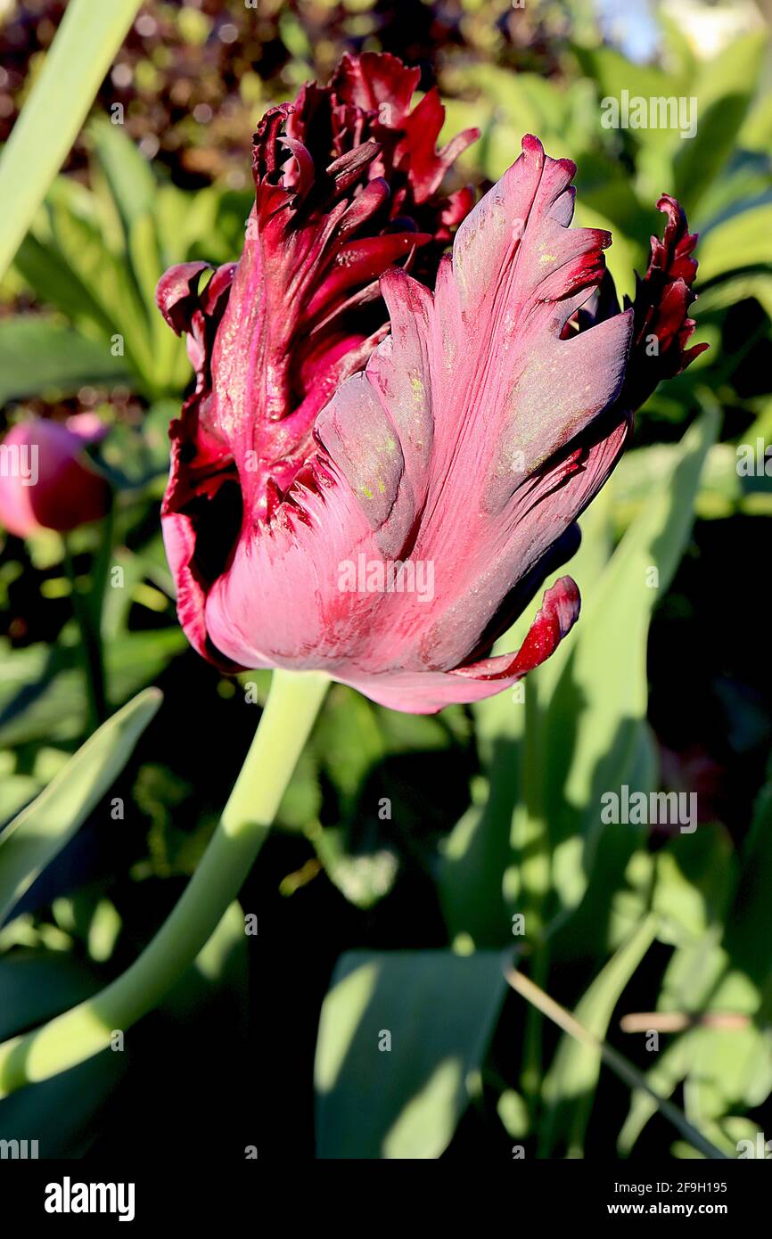 Tulipa gesneriana var dracontia ‘Parrot Nero’ Parrot 10 Tulip Parrot Nero - Twisted petali viola nero, margini magenta, fiamme verdi deboli, aprile Foto Stock