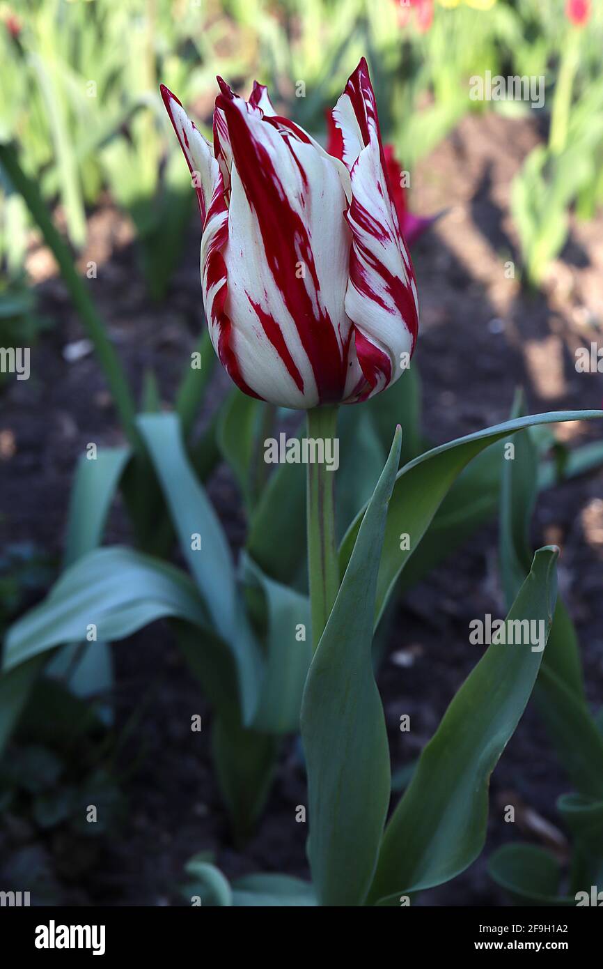 Tulipa ‘Amore duraturo’ Trionfo tulipano 3 Amore duraturo tulipano rotto – fiori bianchi, fiamme viola rosso intenso, aprile, Inghilterra, Regno Unito Foto Stock