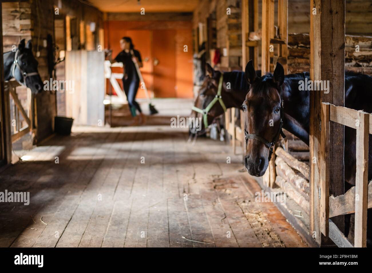 Nella stalla di legno, i cavalli si trovano in bancarelle e aspettano di essere nutriti. Foto Stock