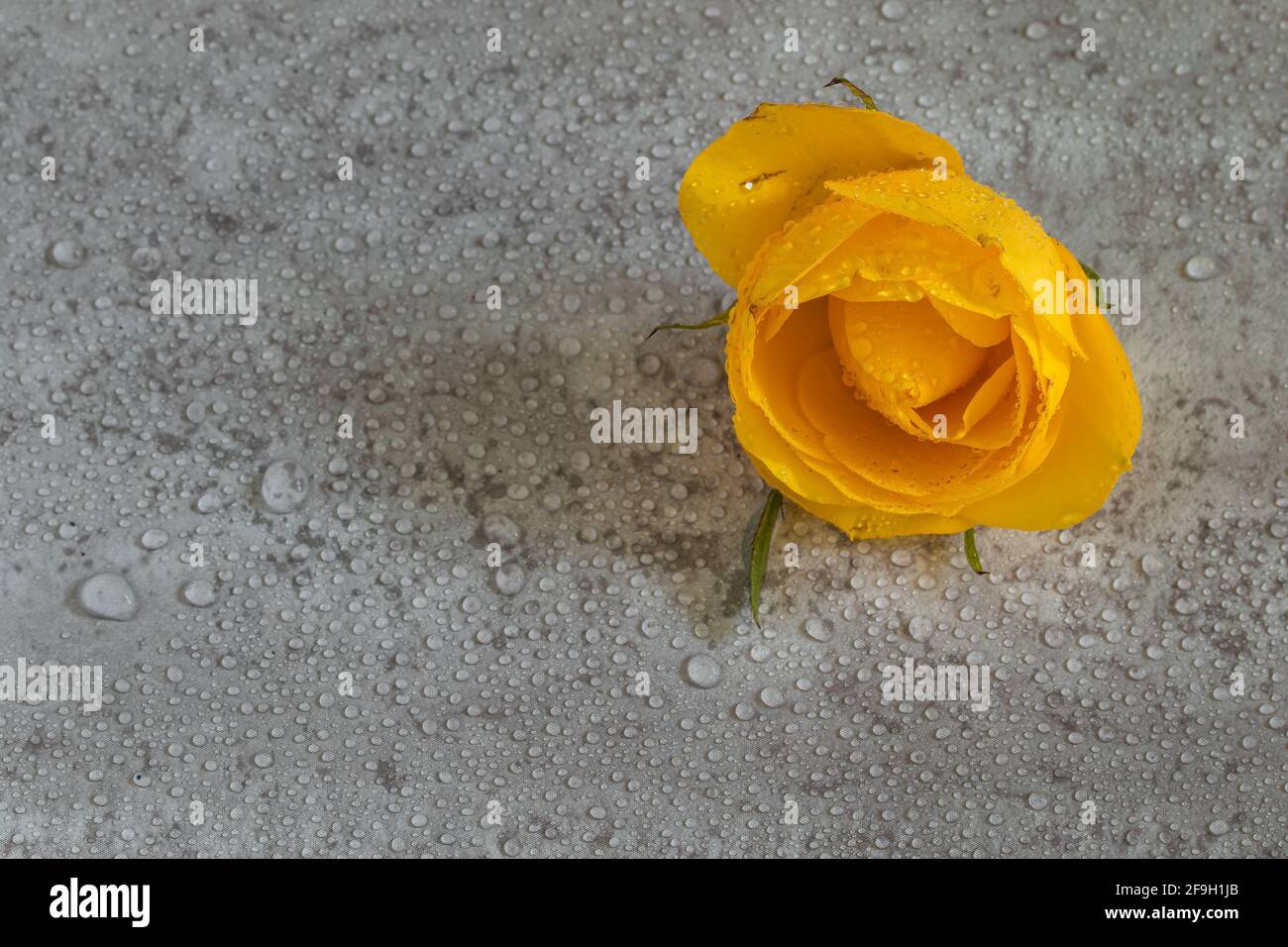 rosa gialla isolata su sfondo grigio Foto Stock