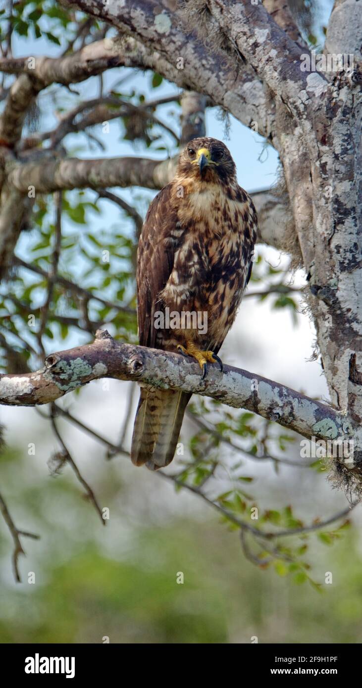Falco di Galapagos (Buteo galapagoen) arroccato su un albero a Puerto Egas, Isola di Santiago, Galapagos, Ecuador Foto Stock