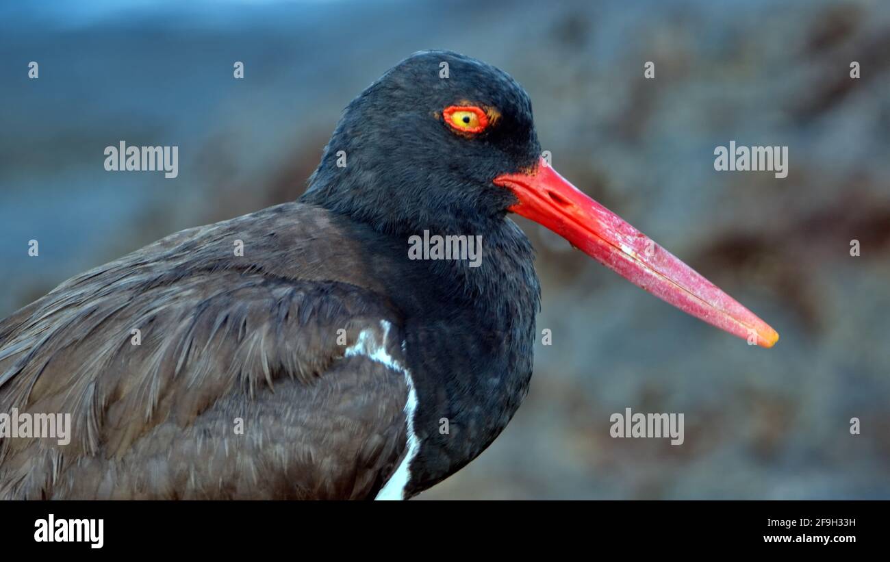 Primo piano di un ostrystercatcher americano (palliati di Haematopus) a Puerto Egas, Isola di Santiago, Galapagos, Ecuador Foto Stock