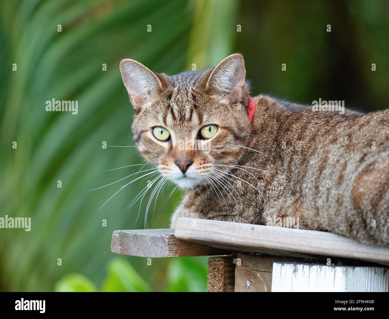 Il gatto è un animale domestico molto affettuoso Foto Stock