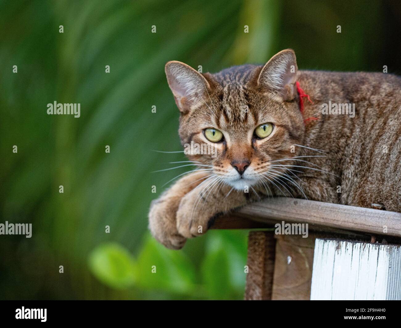 Il gatto è un animale domestico molto affettuoso Foto Stock