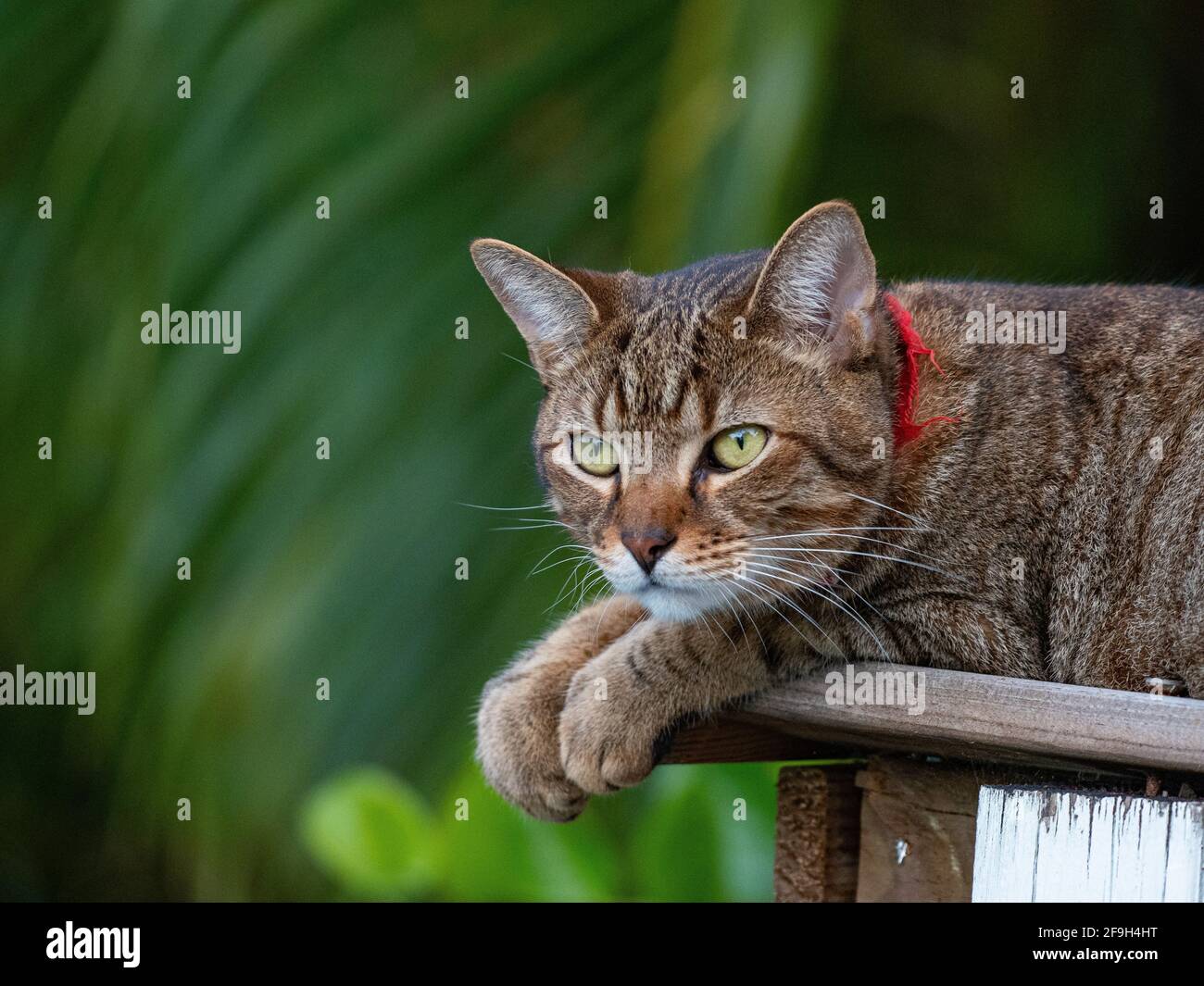 Il gatto è un animale domestico molto affettuoso Foto Stock