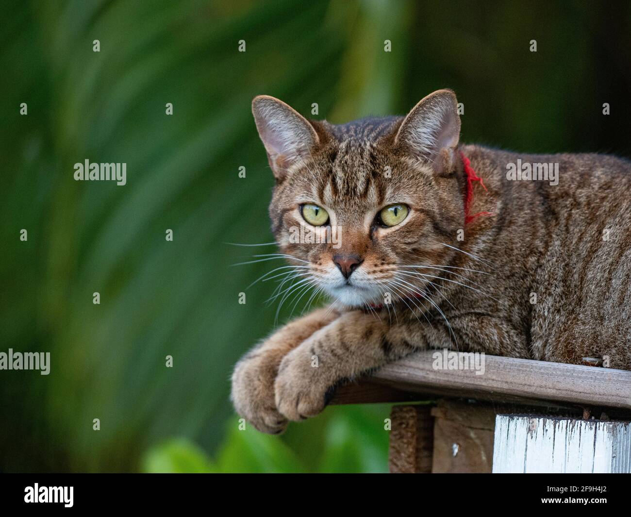 Il gatto è un animale domestico molto affettuoso Foto Stock