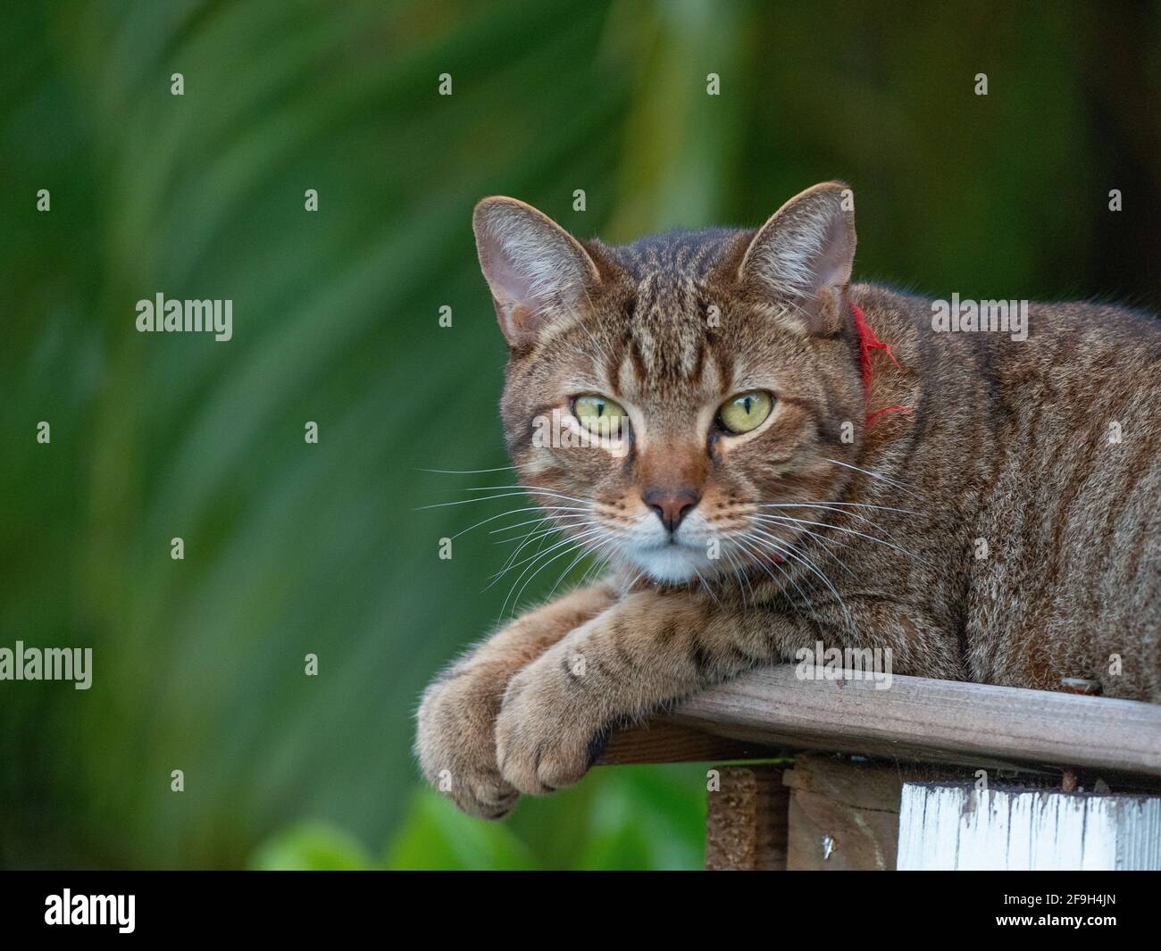 Il gatto è un animale domestico molto affettuoso Foto Stock