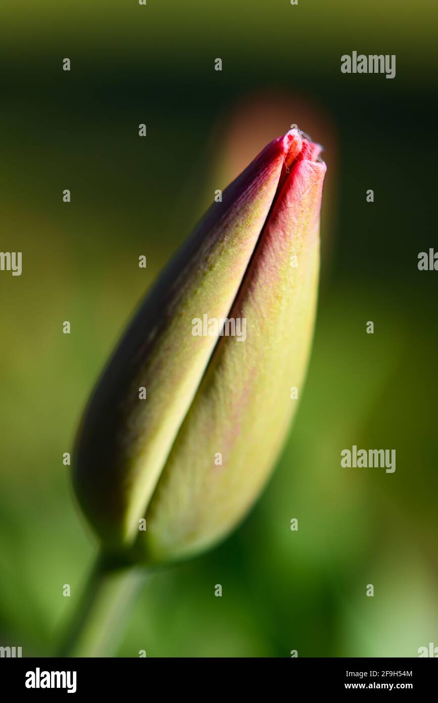 Il fiore di tulipano si prepara ad aprirsi contro un ambiente verde sfocato nel tardo pomeriggio luce solare di primavera Foto Stock