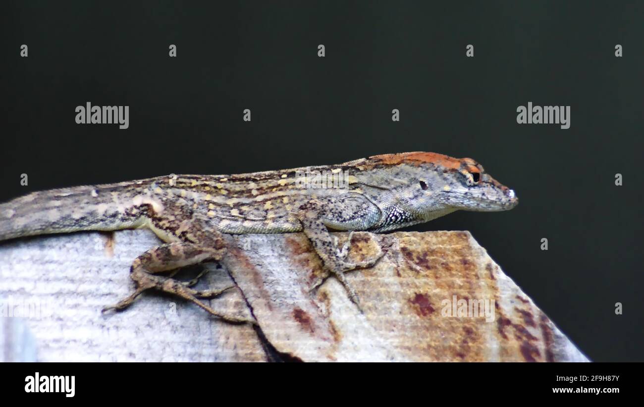 Anole marrone su una recinzione di legno in Fort Lauderdale, Florida, Stati Uniti Foto Stock