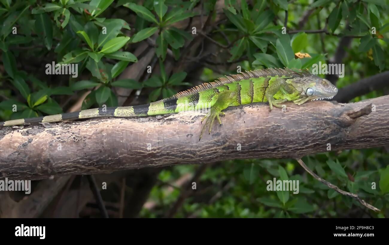 Iguana verde su un tronco d'albero presso il centro naturalistico Anne Kolb a Fort Lauderdale, Florida, USA Foto Stock