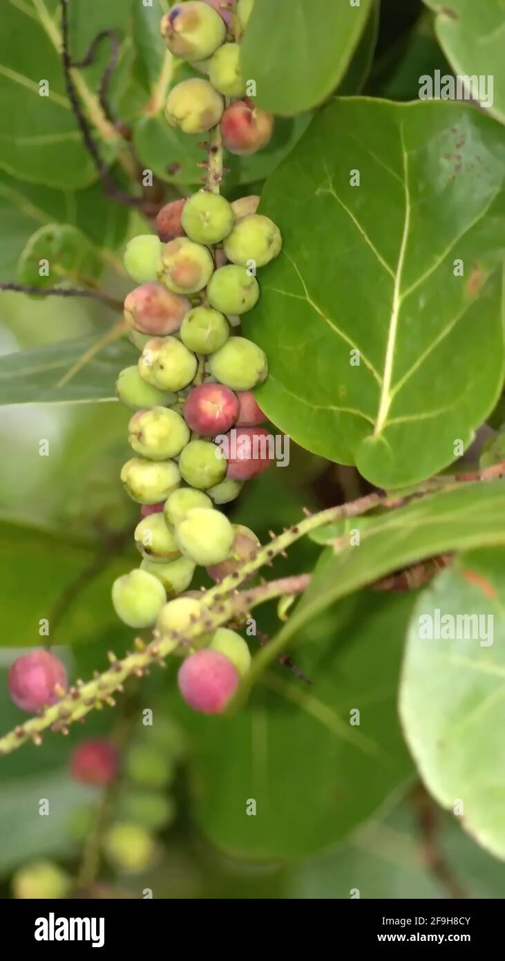 Frutta su un albero al centro naturale Anne Kolb a Fort Lauderdale, Florida, Stati Uniti Foto Stock