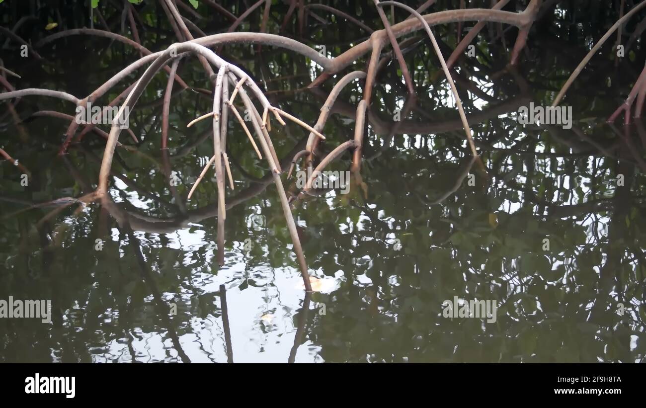 Radici di un albero di mangrovie al centro naturale Anne Kolb a Fort Lauderdale, Florida, Stati Uniti Foto Stock