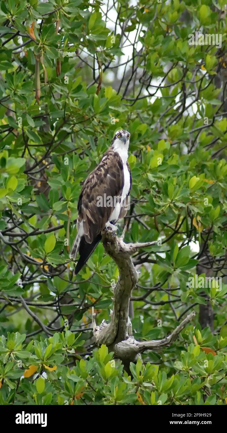 Falco occidentale (Pandion haliaetus) arroccato in un albero di mangrovie presso l'Anne Kolb Nature Center a Fort Lauderdale, Florida, Stati Uniti Foto Stock