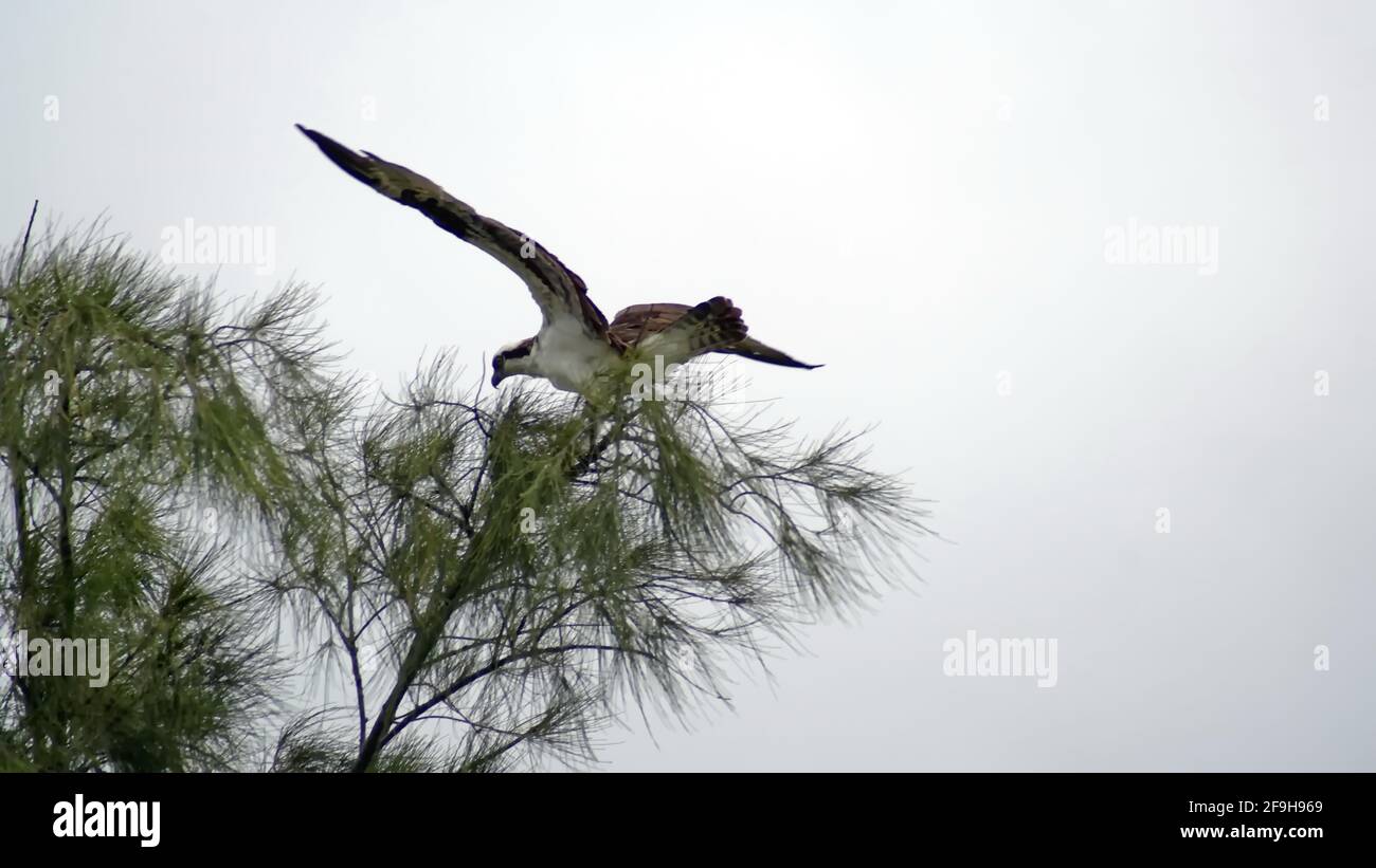 Falco pescatore occidentale (Pandion haliaetus) arroccato in un albero di pino con le sue ali estese al Centro Naturale Anne Kolb a Fort Lauderdale, Florida, Stati Uniti Foto Stock