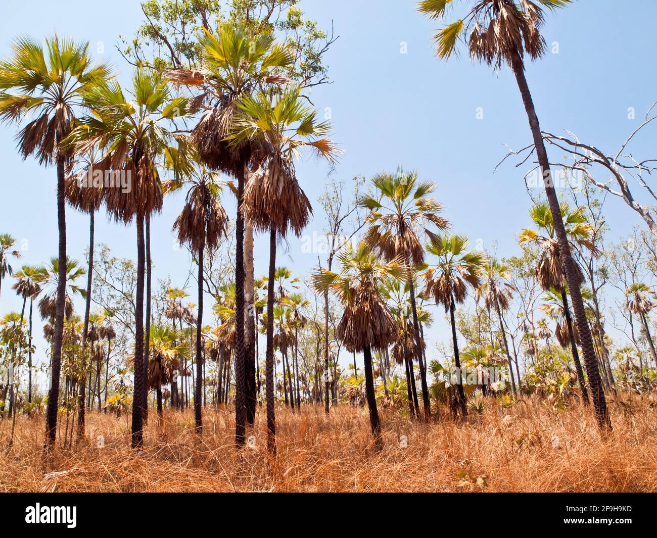 Roadside Cabbage Palms (Livistona eastoni), Kalumburu Rd, Kimberley, Australia Occidentale Foto Stock