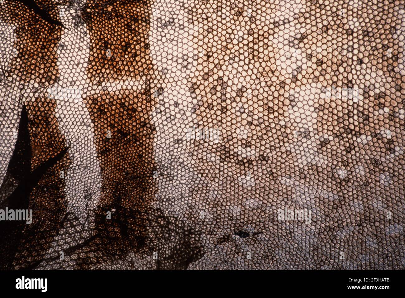 Una pelle di capannone transilluminata di una grande Lizard di Bacino Collarred, Crotaphytus bicintores. Utah. Foto Stock