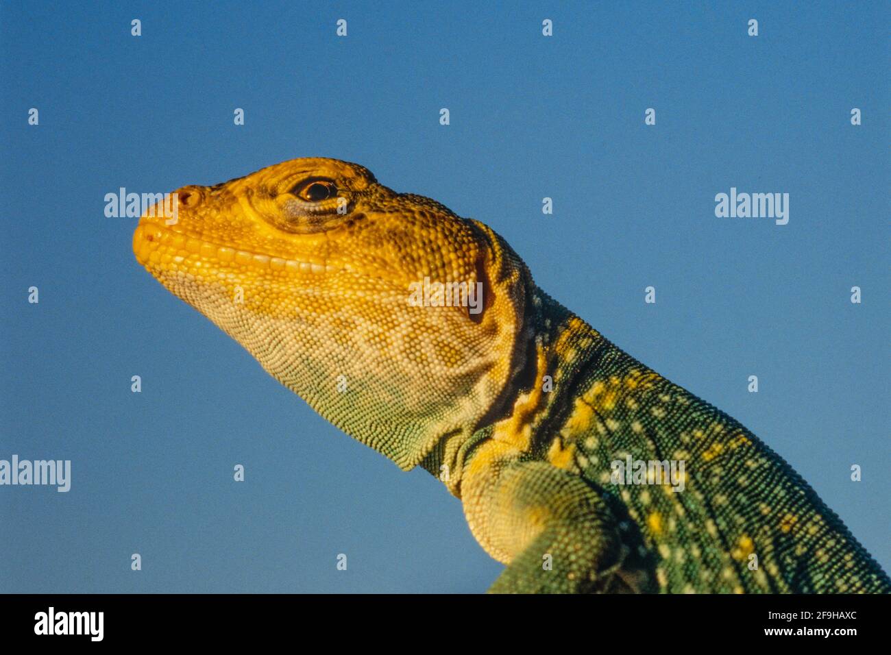 Un ritratto da vicino di un maschio Lizard Collarred a testa gialla, Crotaphytus collaris auriceps, al tramonto nello Utah sudorientale. Foto Stock