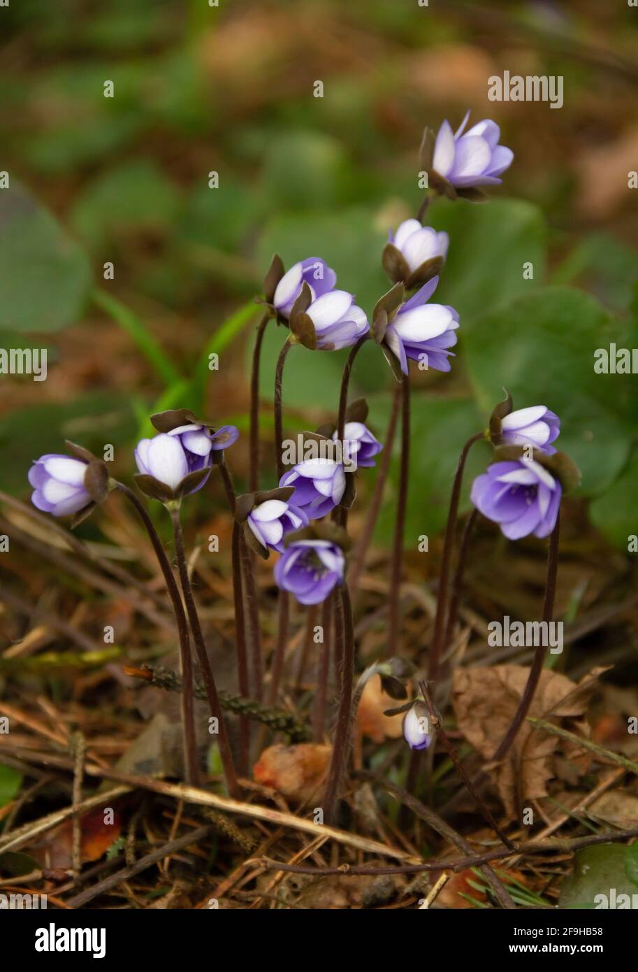 Foglia di fegato, anemone hepatica primaverile foresta di fiori selvatici primo piano. Foto Stock