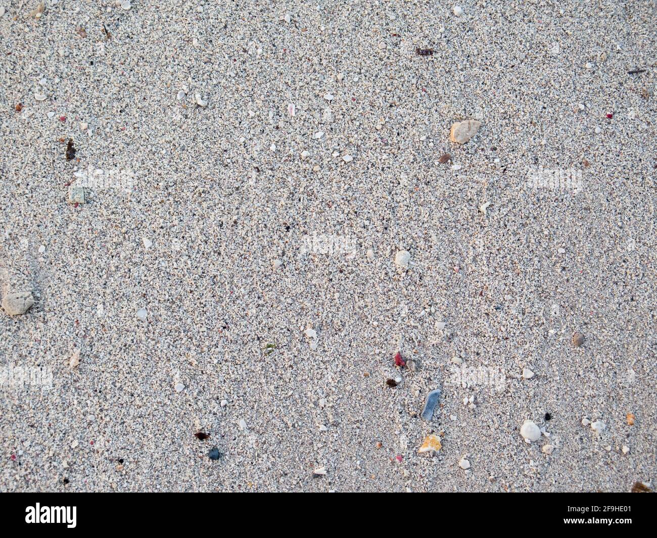 Closeup di sabbia e conchiglie sulla spiaggia Foto Stock