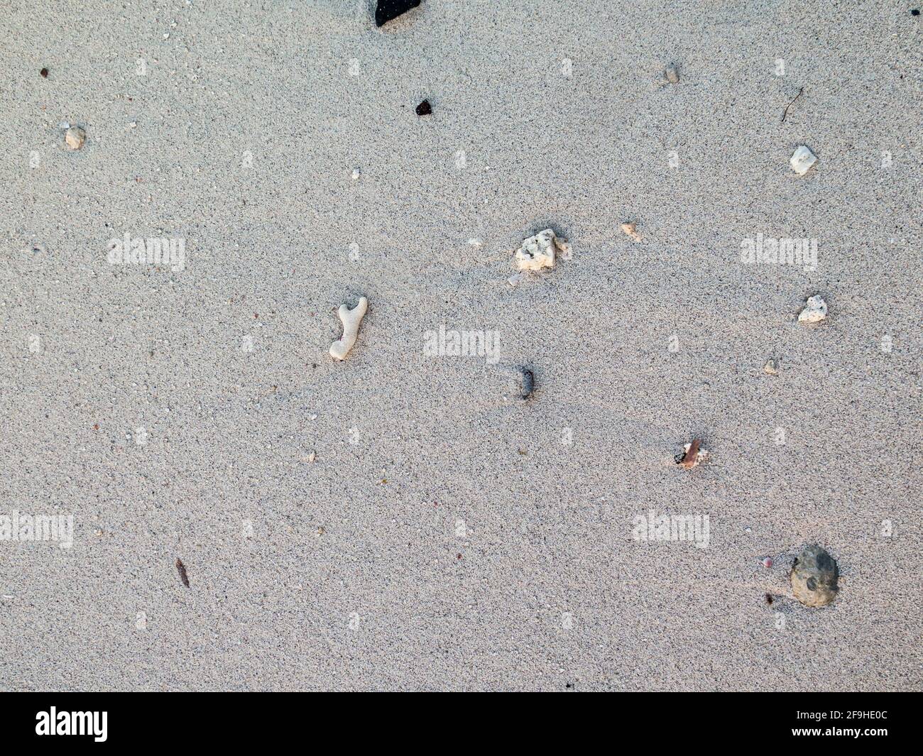 Closeup di sabbia e conchiglie sulla spiaggia Foto Stock