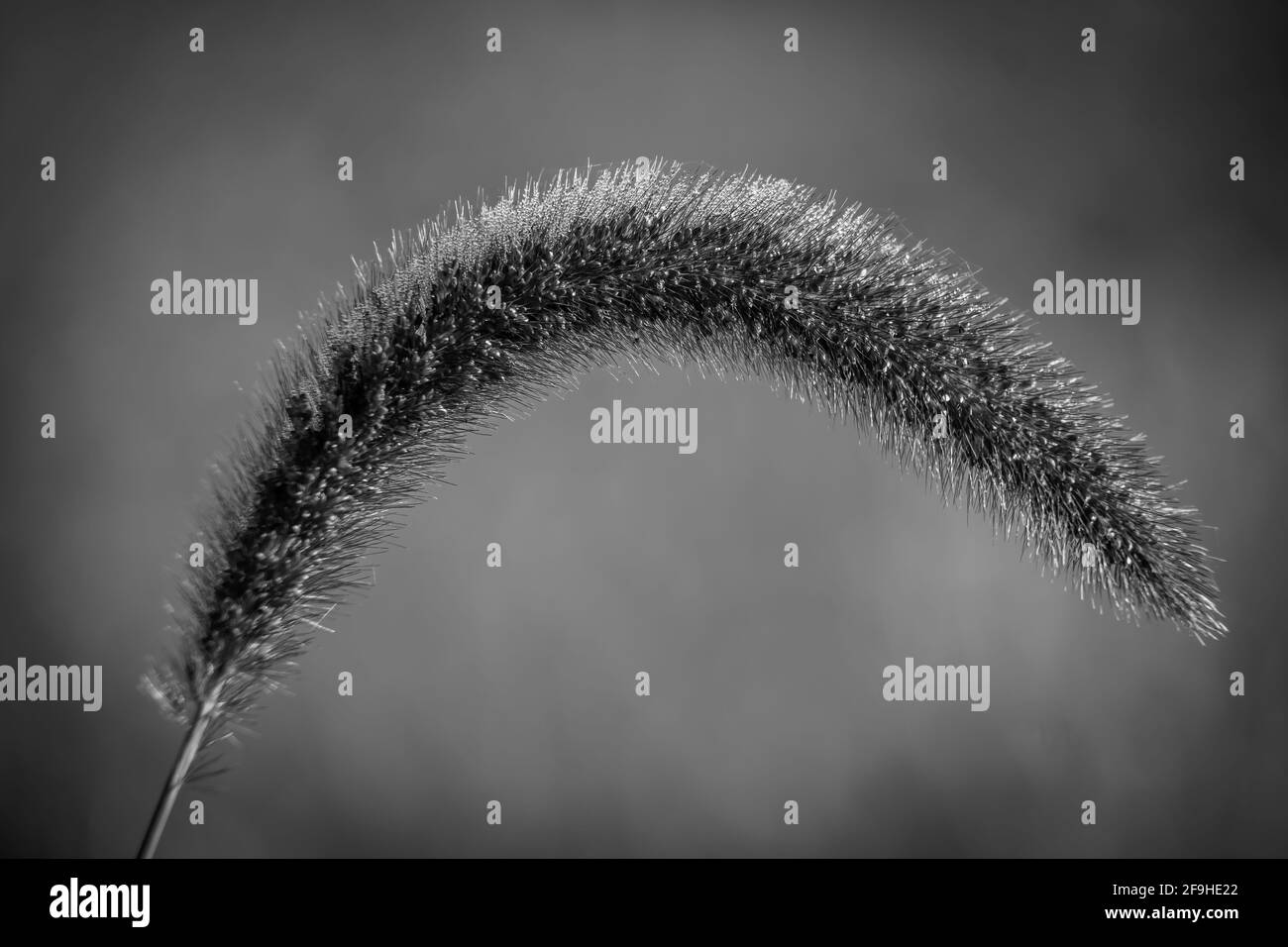 Primo piano di una testa di Foxtail Gigante (Setaria faberi). Raleigh, Carolina del Nord. Foto Stock