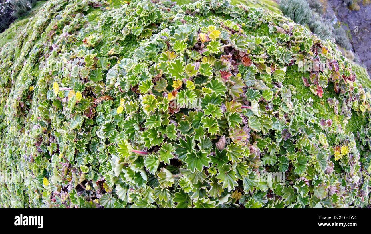 Primo piano della vegetazione parametrica nella Riserva ecologica Antisana, fuori Quito, Ecuador Foto Stock