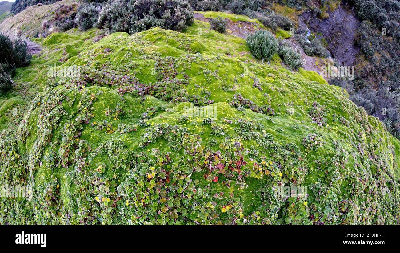 Primo piano della vegetazione parametrica nella Riserva ecologica Antisana, fuori Quito, Ecuador Foto Stock