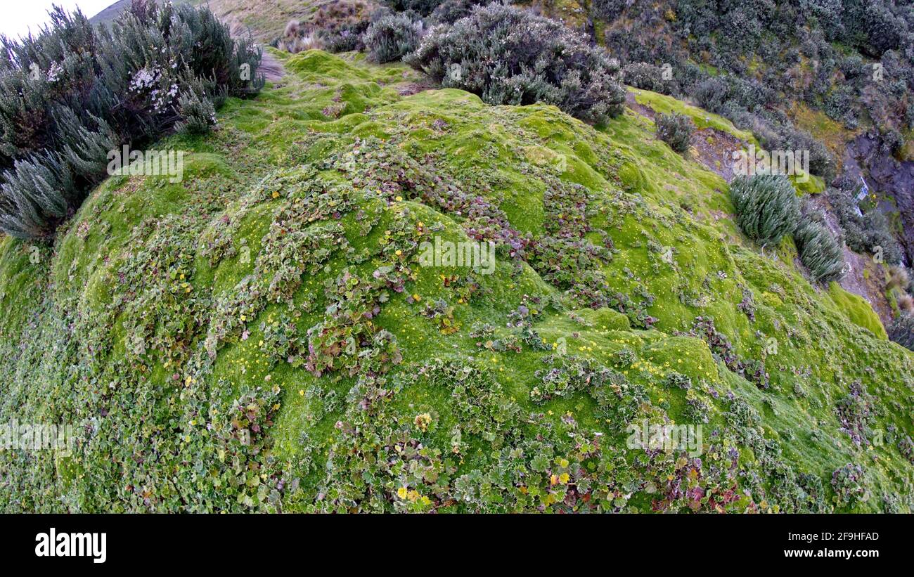 Primo piano della vegetazione parametrica nella Riserva ecologica Antisana, fuori Quito, Ecuador Foto Stock
