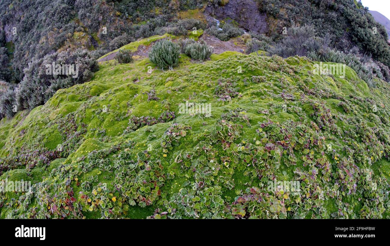 Primo piano della vegetazione parametrica nella Riserva ecologica Antisana, fuori Quito, Ecuador Foto Stock
