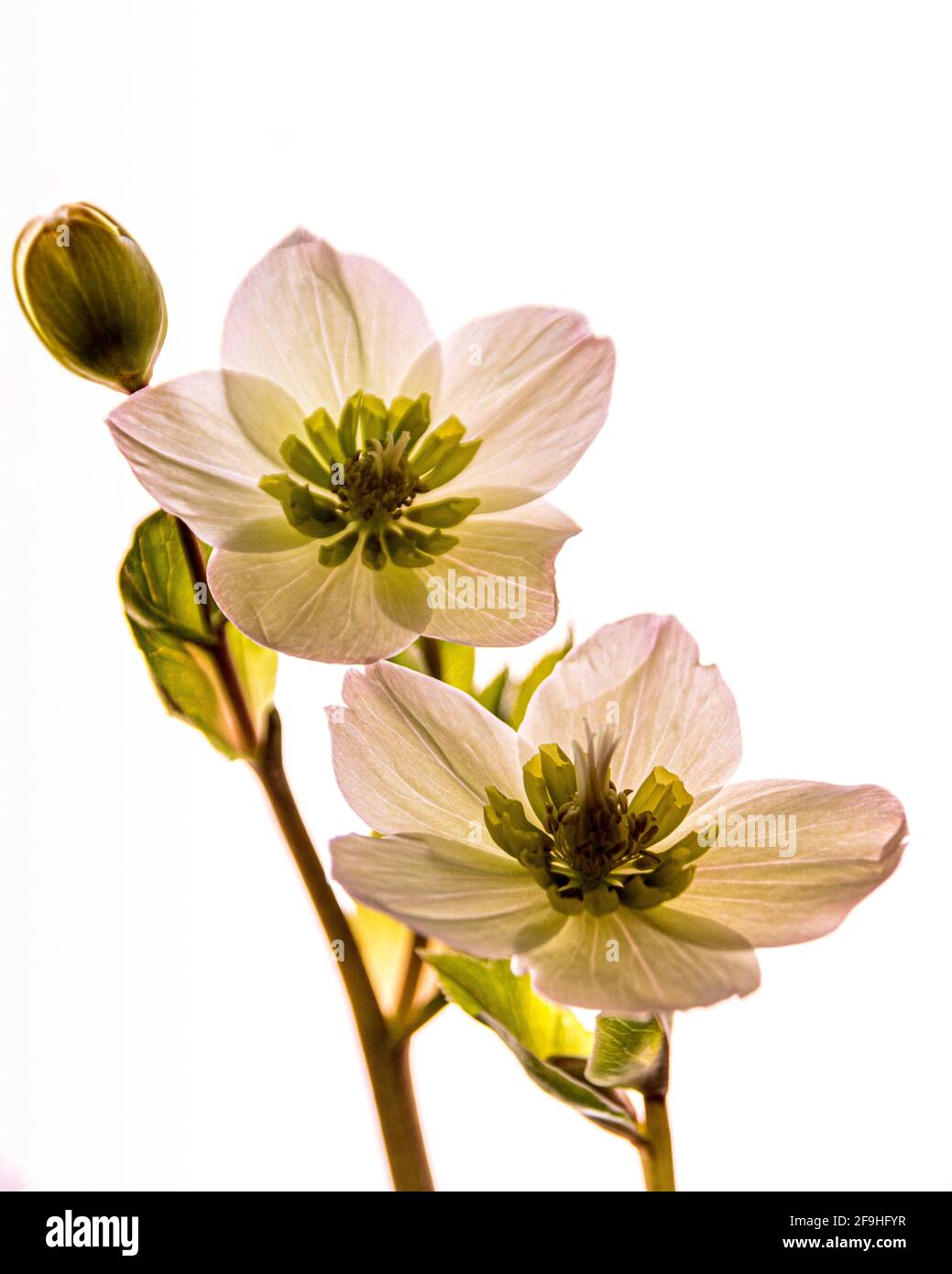 Foto chiave di rosa pallido di rose di lenten/helleborus/helleboro con un germoglio, sfondo bianco Foto Stock