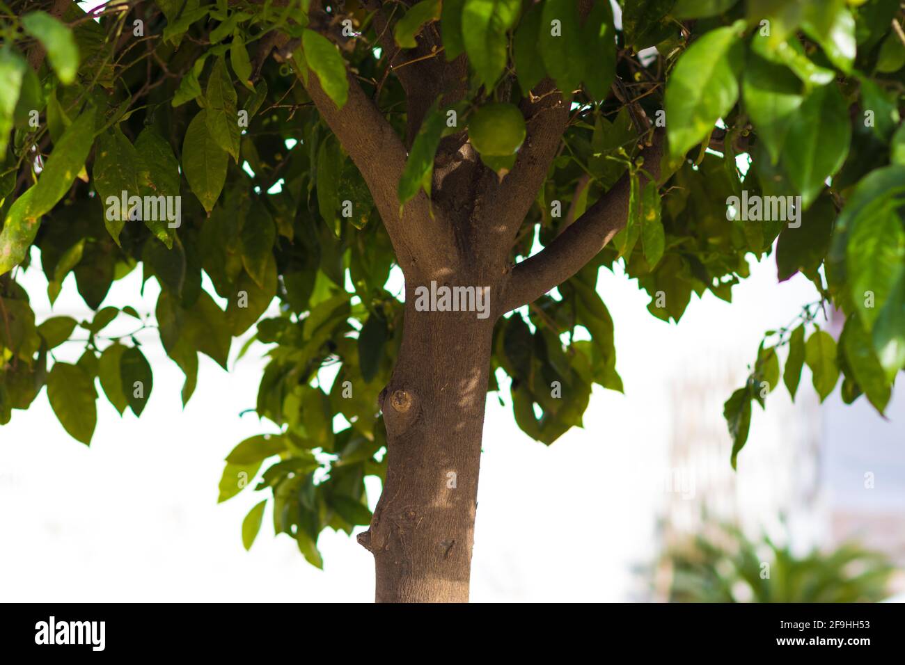 Un primo piano di un albero di un arancione Bitter Foto Stock
