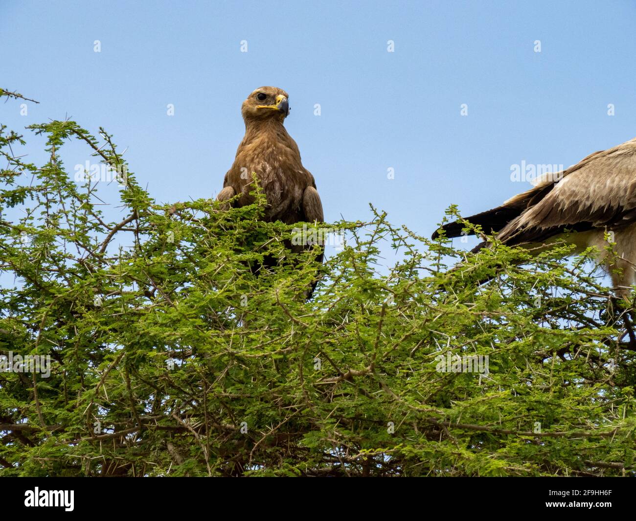 Parco Nazionale Serengeti, Tanzania, Africa - 1 marzo 2020: Uccelli del kite nero che riposano sulla cima dell'albero Foto Stock