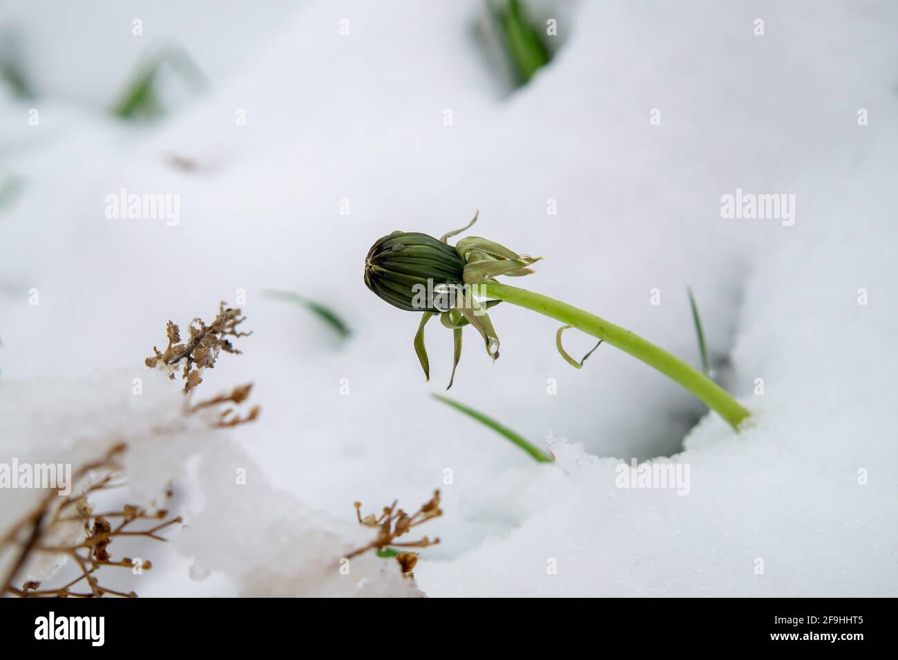 Neve di primavera che copre fioritura dei fiori di dente di leone in tempo instagionabile in vista ravvicinata in giardino Foto Stock