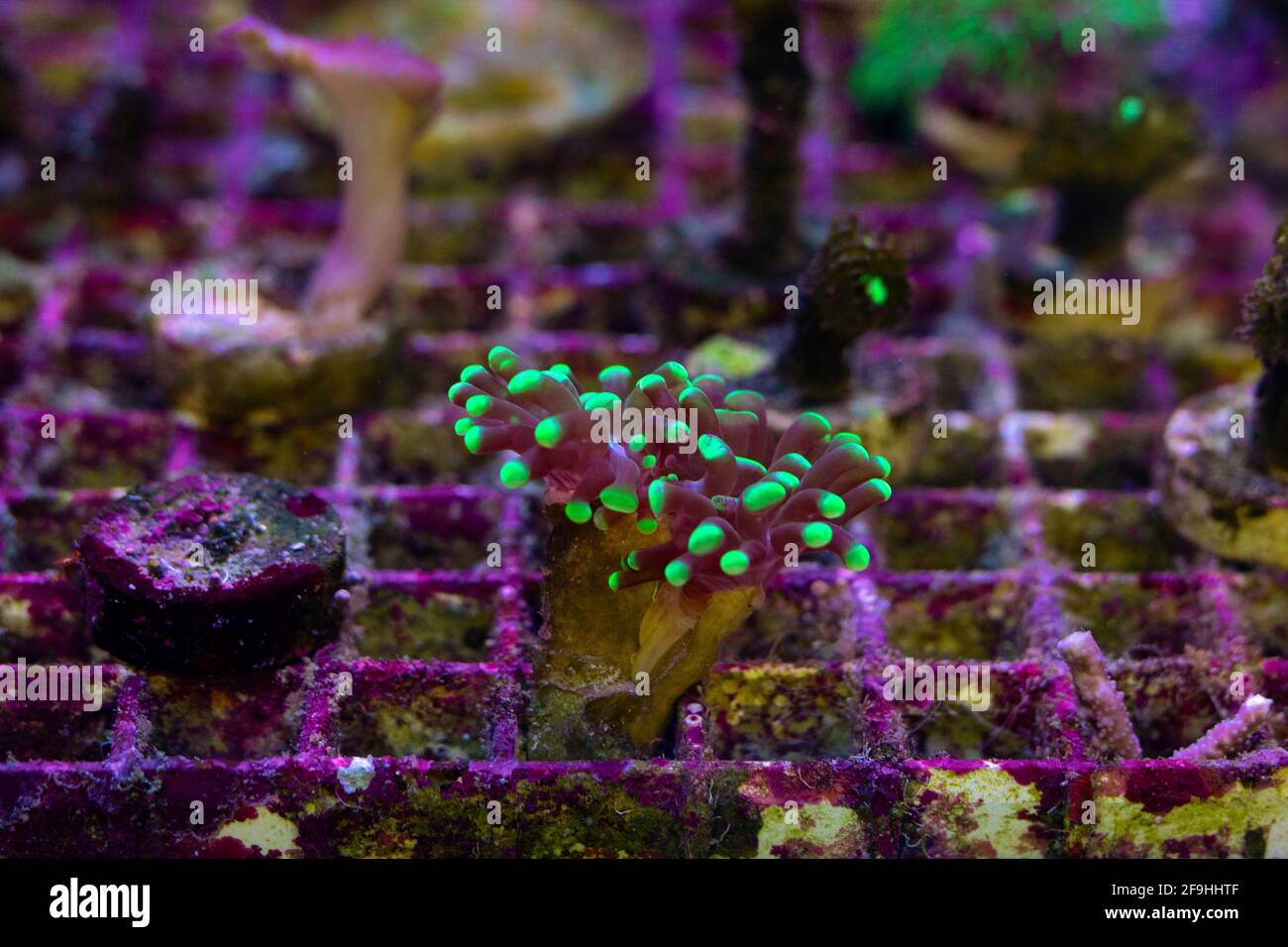Euphyllia Glabrescens Corallo In Cella Su Sfondo Sfocato Di Piccoli Euphyllia Glabrescens Corallo In Cella Su Sfondo Sfocato Di Piccoli