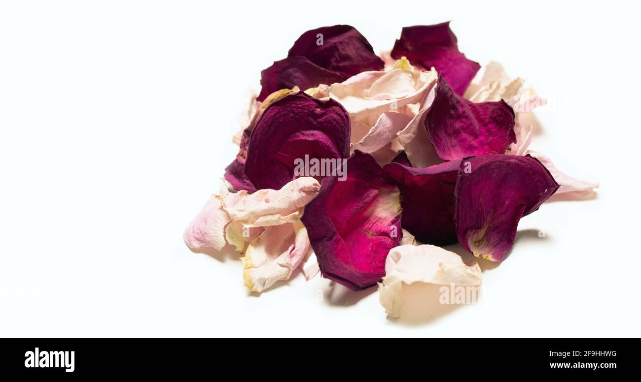 Bel palo di petali di rosa rossa su sfondo bianco con posto per l'iscrizione. Dolce sfondo romantico per la presentazione, biglietto da visita, blocco note. Foto Stock