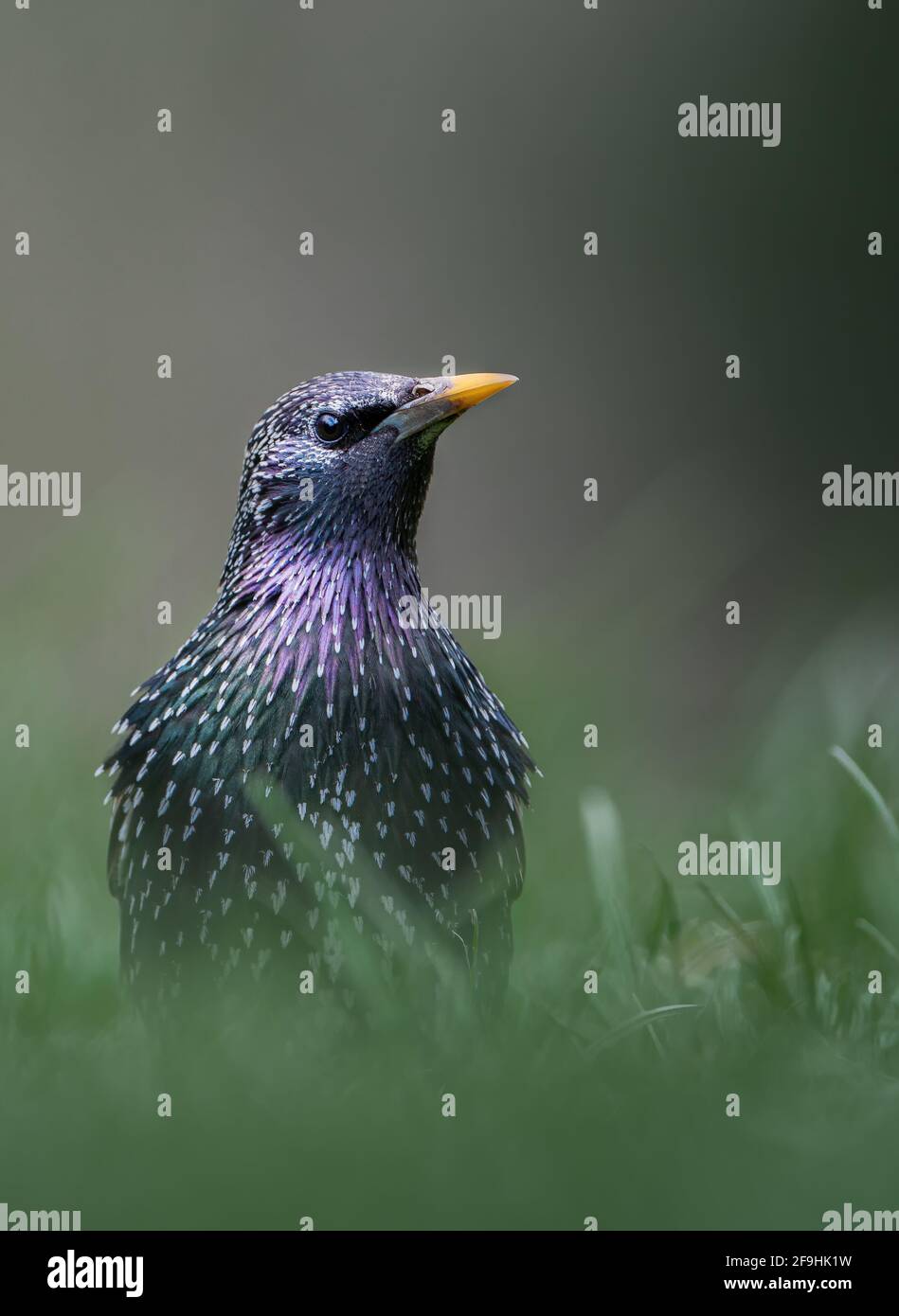 Vista frontale ravvicinata dello stellato europeo (Sturnus vulgaris) seduto in erba verde. Isolato su sfondo sfocato. Profondità di campo poco profonda Foto Stock