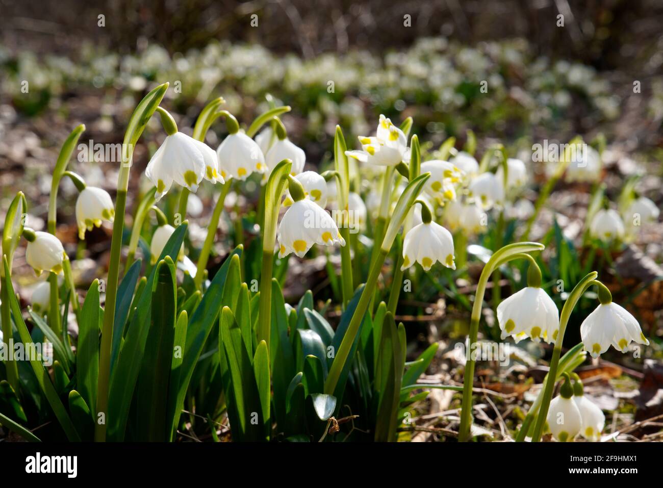 Fiore di fiocco di neve di primavera, Leucojum vernum Foto Stock