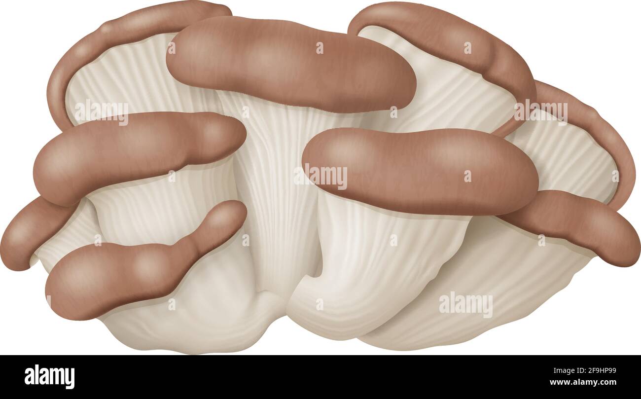 Funghi di ostrica o funghi di ostrica isolati su sfondo bianco. Illustrazione vettoriale fotorealistica. Illustrazione Vettoriale