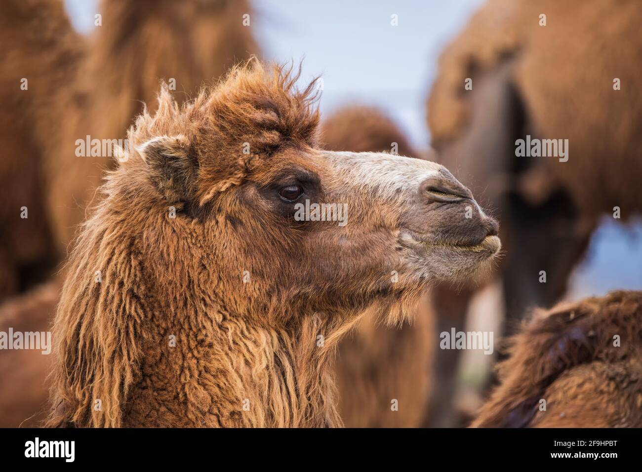 Una mandria di cammelli che guarda la telecamera Foto Stock