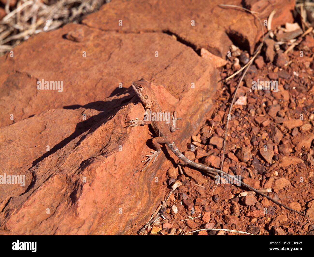 Drago con coda ad anello (Ctenophorus caudicinctus) che si sdraia sopra la gola di Joffre, il Parco Nazionale di Karijini, Australia Occidentale Foto Stock