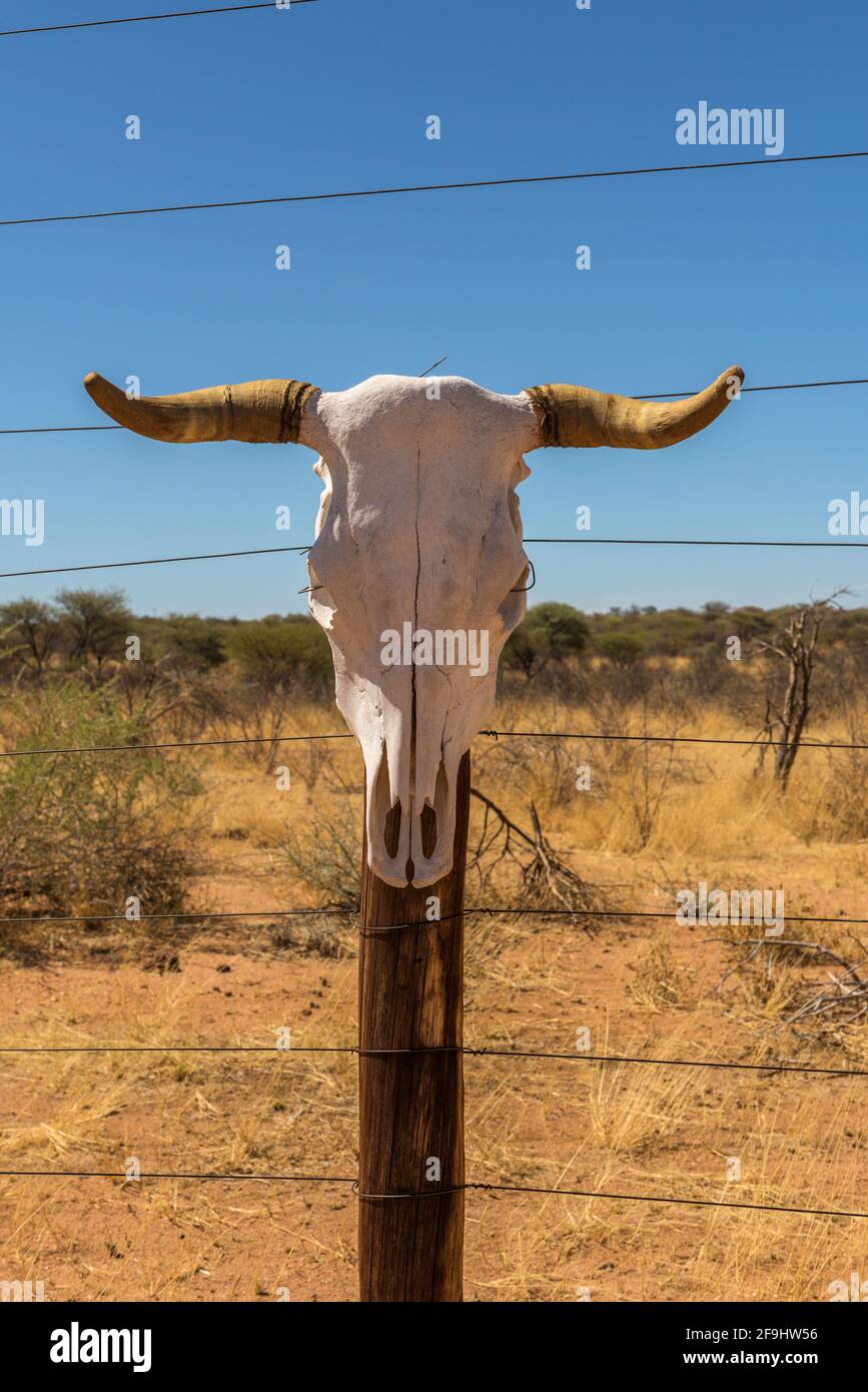 Un cranio di vacca su un palo di legno sul bordo di un pascolo, Namibia Foto Stock