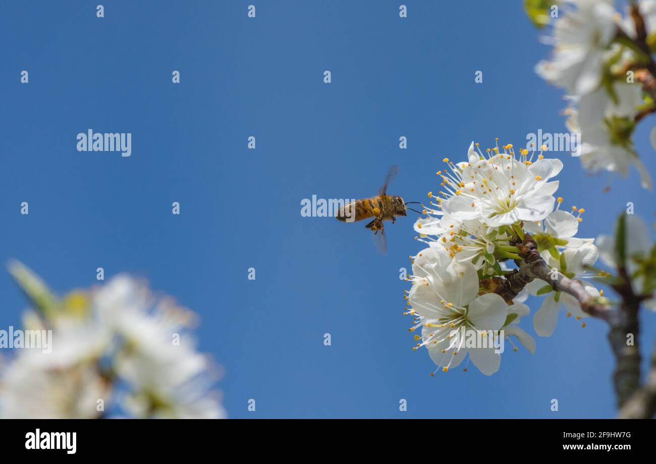 Ape di miele e fiore di Damson. Foto Stock