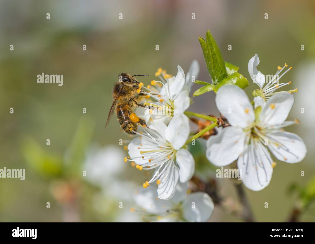 Ape di miele e fiore di Damson. Foto Stock