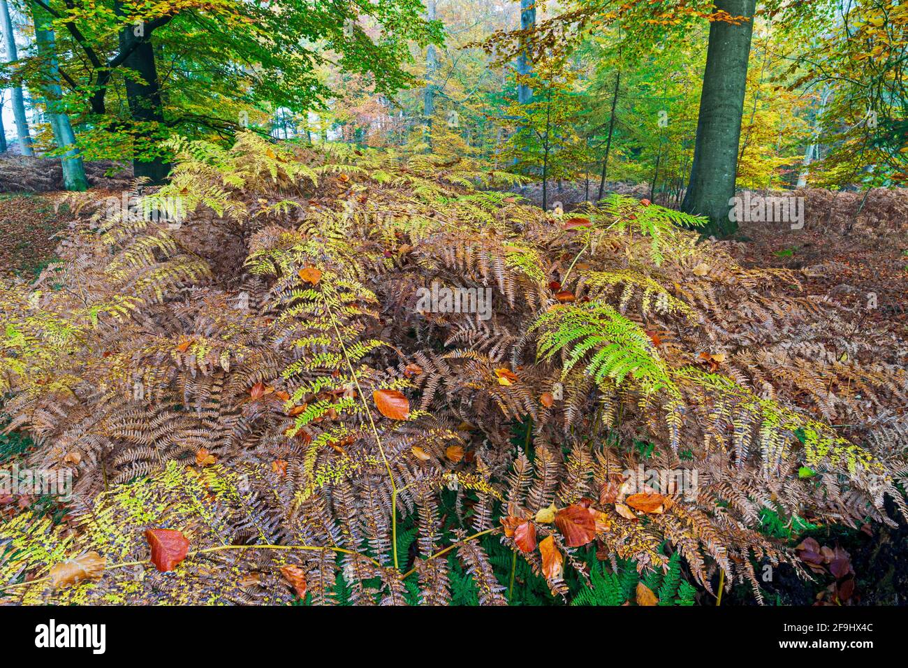 Bracken comune (Pteridium aquilinum) in una faggeta novembre. Schleswig-Holstein, Germania Foto Stock