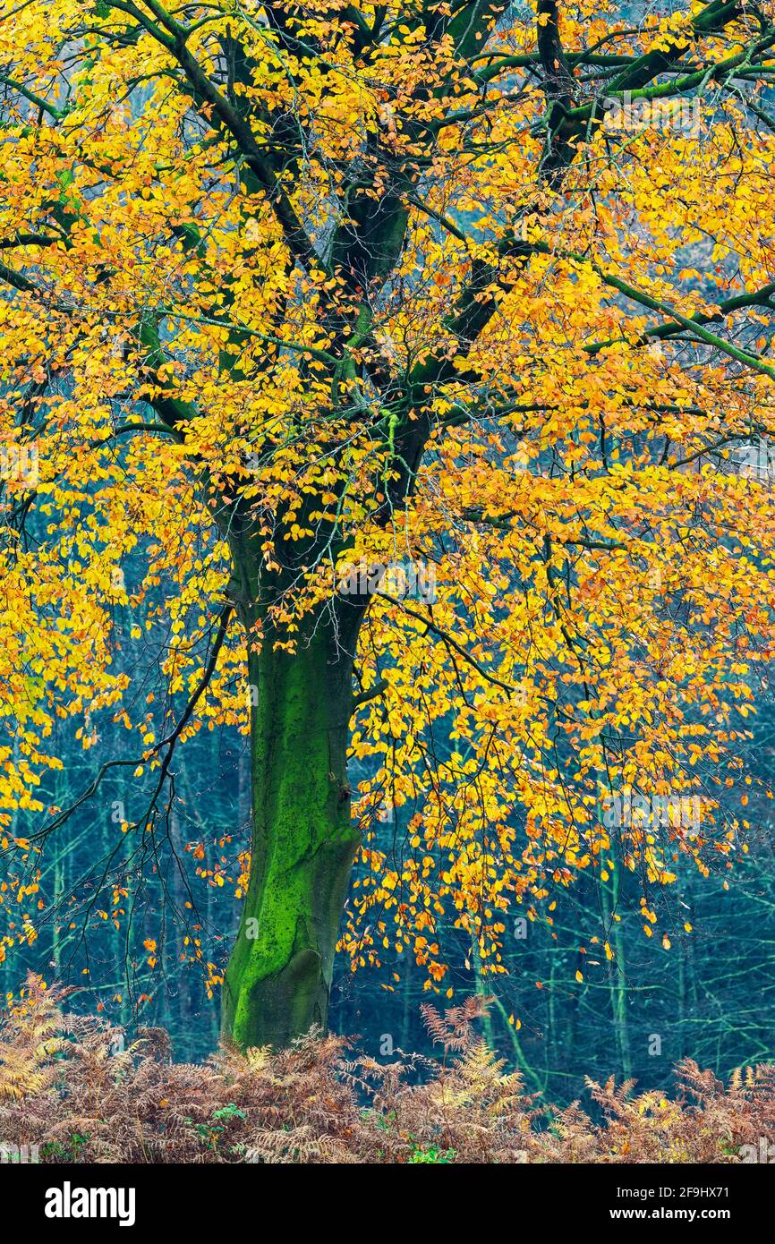 Faggio comune (Fagus sylvatica). Albero in autunno. Schleswig-Holstein. Germania Foto Stock